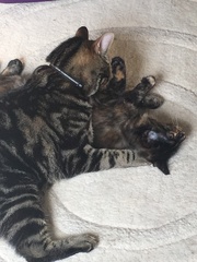 Cats still catting Part 4