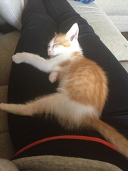 To ask to see a picture of your pet when it was a baby and now?