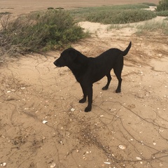 No excuse, just wanted to share a photo of our dog