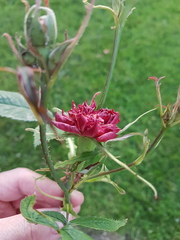 What's happening to my rosebuds