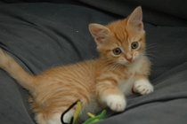 To ask to see a picture of your pet when it was a baby and now?
