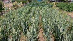 Allotment?Veg Patch Thread 10 - Plotmenters  busy into summer ! and loving James Wong