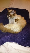 Cats still catting. What's your DCat up to today? Pt 3