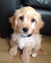 Tell us what your pets mean to you - for a chance to win a Fitbit Alta plus a copy of Finding Gobi. Now closed.