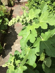 Plant ID please
