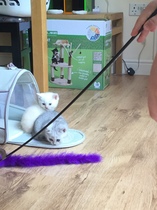 Flea dirt on my kitten