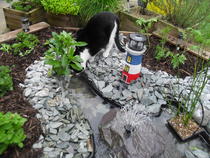 Cats still catting. What's your DCat up to today? Pt 3