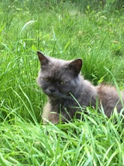 Cats still catting. What's your DCat up to today? Pt 3