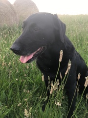 No excuse, just wanted to share a photo of our dog