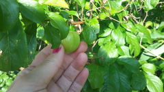 Tree identification please