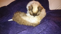 Cats still catting. What's your DCat up to today? Pt 3
