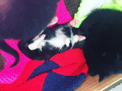Abandoned 1 week old kitten being taken in by foster cat