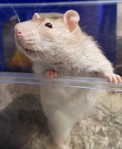 To ask to see a picture of your pet when it was a baby and now?