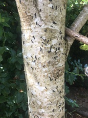 What is eating my tree?