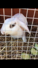 Please help diagnose my rabbit