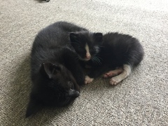 Tell me how to create a blended kitty family