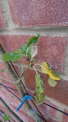 Apple tree help please!