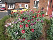 To be pissed off with the poppies?