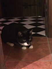 Cat missing.
