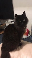 To ask to see a picture of your pet when it was a baby and now?