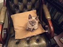 To love my kittens and want to see yours?