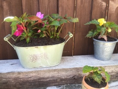 Find out how MNers are getting on with their Homebase Garden Goals challenge NOW CLOSED