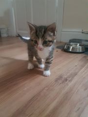 To love my kittens and want to see yours?