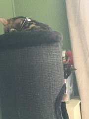 So who got a new kitten recently? Let's see then.