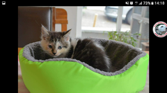 I said I'd start a thread - countdown to kittens!!!