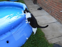 Cats still catting. What's your DCat up to today? Pt 3