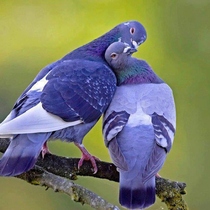 Anyone lost this? On my backstep if it's yours!