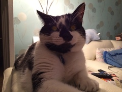 Fattycat is planning world domination.