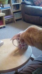 Cat drinking my juice out of my glass!