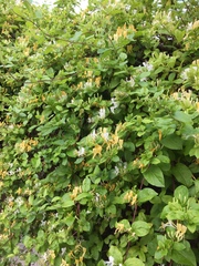 Can someone please identify this plant for me.