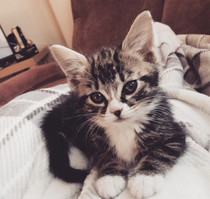 To ask to see a picture of your pet when it was a baby and now?