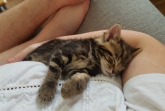 To love my kittens and want to see yours?