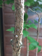 Please help me identify this bug