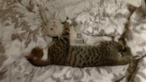 To ask to see a picture of your pet when it was a baby and now?