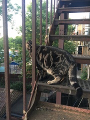 Cats still catting. What's your DCat up to today? Pt 3