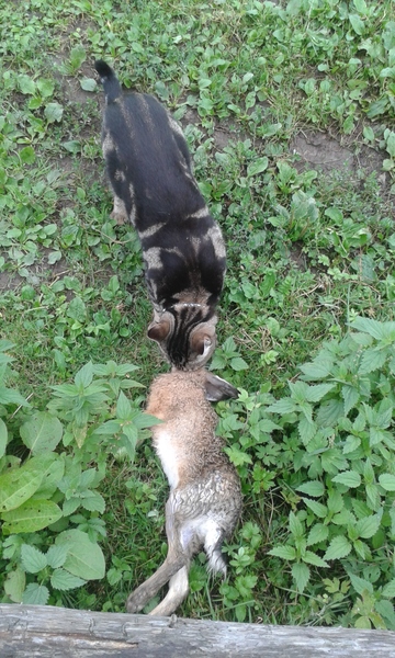 Can you stop cats bringing in birds?
