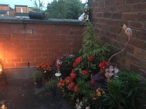 Cheap plants a false economy?