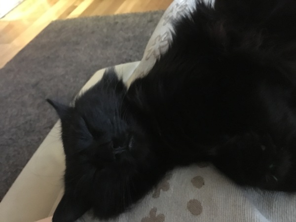 Rescuing a cat tomorrow, DH now unsure...