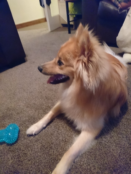 My dog runs away every time he Is off lead