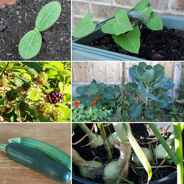 Allotment?Veg Patch Thread 10 - Plotmenters  busy into summer ! and loving James Wong