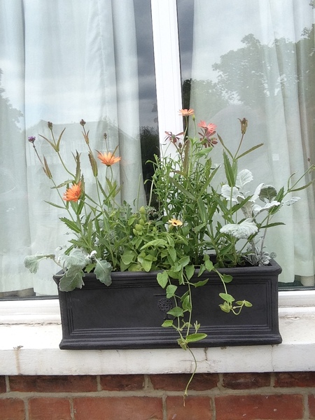 Nice Window boxes