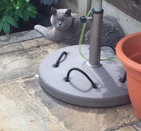 Week 8 - Summer Low Carb Bootcamp - two months almost done ...