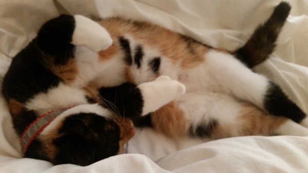 New kitten 😸 is she a Calico???