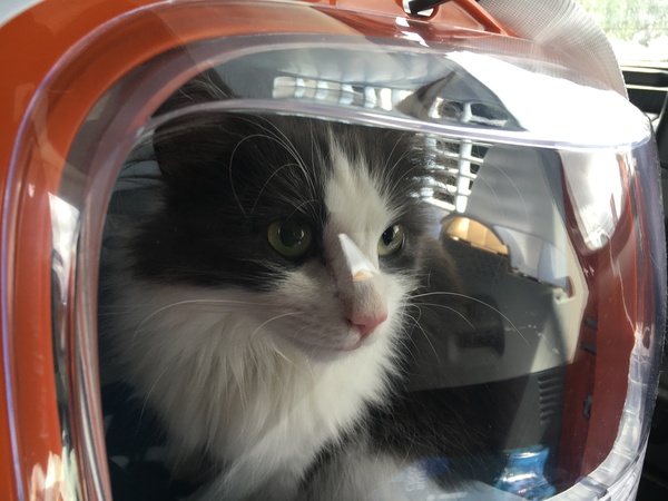 PuffinCat got told off by the vet