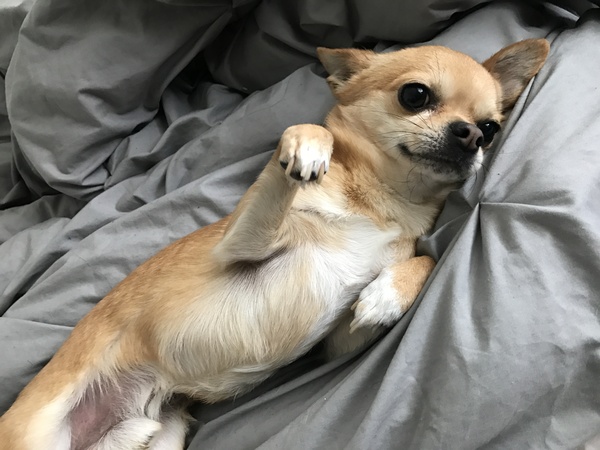 I think it's time to rehome my dog