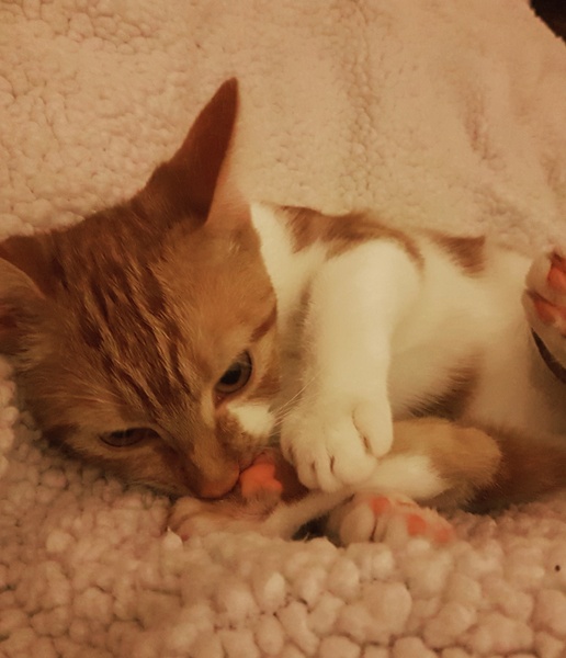 Cats still catting Part 4